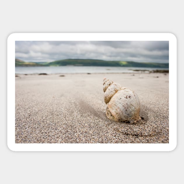 Shell on Lady Bay Beach Photograph Dumfries and Galloway Sticker by CreativeNatureM